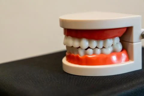 Dental teaching model with white teeth and pink gums standing on a black Stock Photos