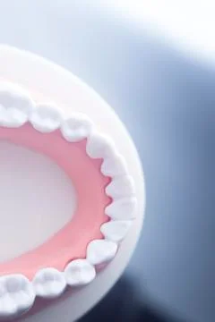 Dental teeth dentistry model Foto stock