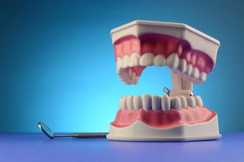 Dental Teeth Display Stock Photos