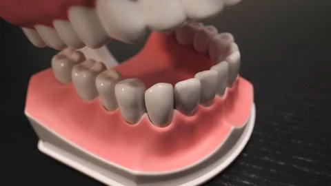Dental Teeth Model Closeup Camera Turning Around 库存影片 88404818