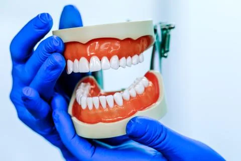 Dental teeth model holding by real doctor in dentistry clinic. Oral care and  Stock Photos