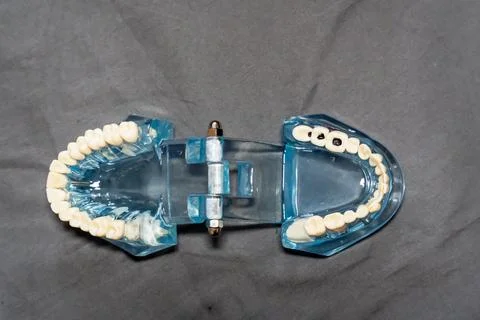 Dental teeth model opened flat on a dark fabric showing upper and lower jaw with Stock Photos