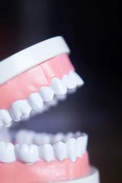 Dental teeth model Stock Photos