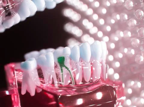 Dental teeth model root Stock Photos