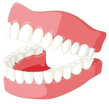 Dental theme with teeth model Illustrazione stock