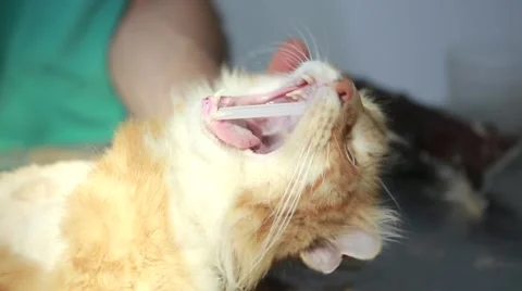 Dental treatment under anesthesia cat Stockbeeldmateriaal 62799341