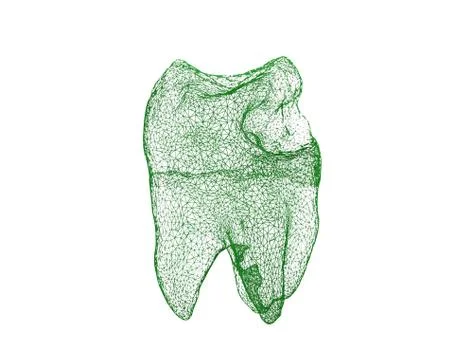 Dental wireframe tooth isolated on white 3D illustration Stock Illustration