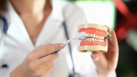Dentist brushes teeth of artificial model of human jaws Stock Photos