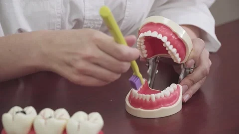 Dentist brushes teeth on the layout of teeth Stock Footage 142104957