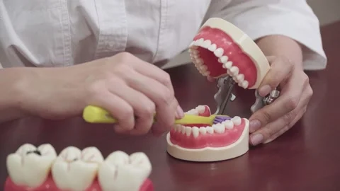 Dentist brushes teeth on the layout of teeth Stock Footage 142104987