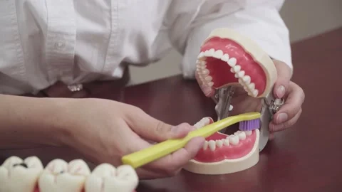 Dentist brushes teeth on the layout of teeth Stock Footage 142105077