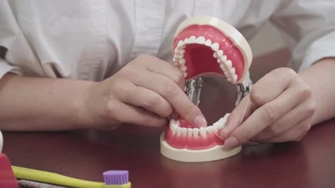 Dentist brushes tooth ruff teeth on layout Video stock 142105154