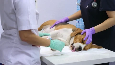 The dentist cleans the dog's teeth using an ultrasound device. Clean white teeth Stock Footage 170191694