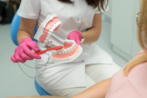 Dentist demonstrating proper brushing technique on a dental model Stock Photos
