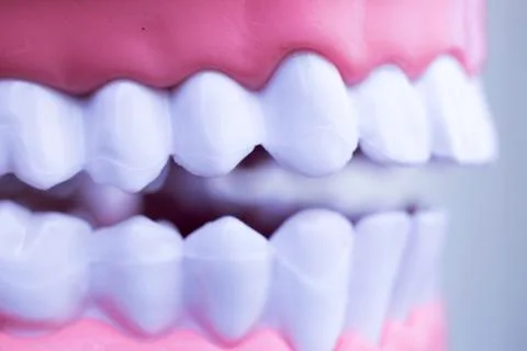 Dentist dental teeth model Stock Photos