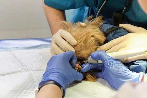 Dentist doing procedure of professional teeth cleaning dog in a veterinary 스톡 사진
