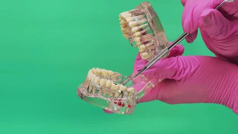Dentist Examining Lower Teeth and Gumline on Transparent Jaw Model Stock Footage 337106323