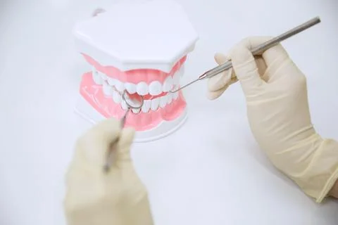 Dentist in gloves working with jaw model Stock Photos