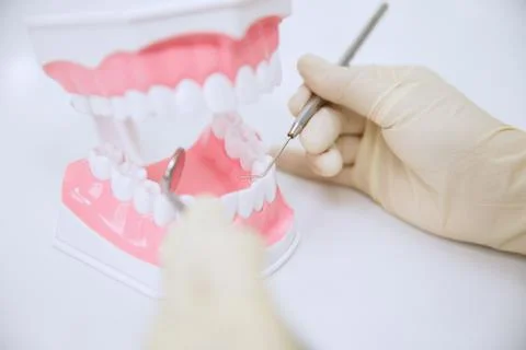 Dentist in gloves working with jaw model Stock Photos
