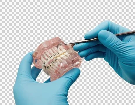 Dentist hands working on jaw model PNG Fotos Stock