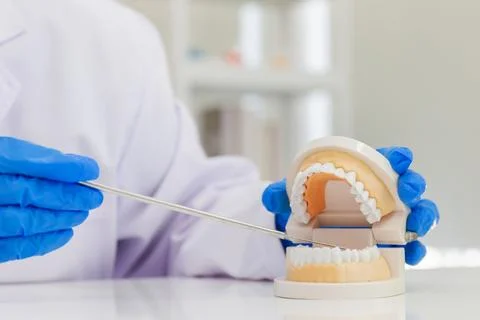 The dentist is introducing the knowledge with denture equipment in the dent.. Photos