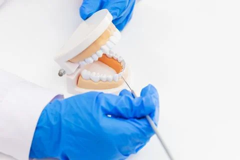 The dentist is introducing the knowledge with denture equipment in the dent.. Photos