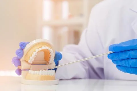 The dentist is introducing the knowledge with denture equipment in the dent.. Stockfoto's