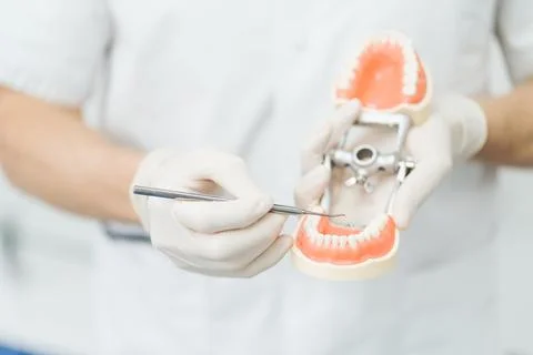 Dentist pointing to a plaster cast on white background. Explaining about teeth Stock Photos