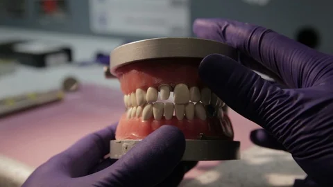 Dentist Studying the Human Bite With a Educational Dental Model Stock Footage 106164832