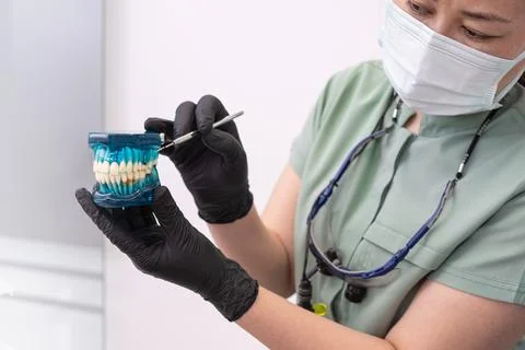 Dentist use teeth model during dental consultations to visually demonstrate Stock Photos