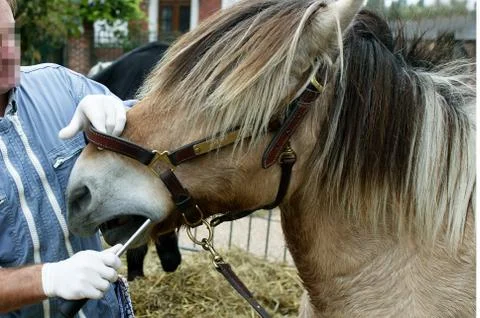DENTISTE EQUIN Stock Photos