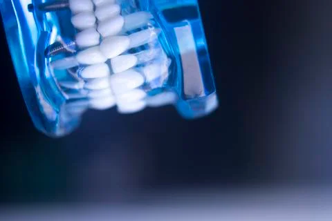 Dentistry teaching tooth model Stock Photos