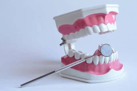 Dentistry Tooth Display Stock Photos