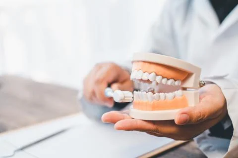Dentists are demonstrating with dentures to educate them. About orthodontics  Stock Photos