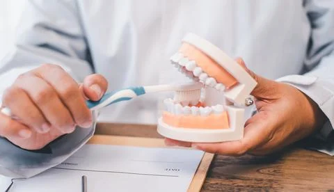 Dentists are demonstrating with dentures to educate them. About orthodontics  Stock Photos
