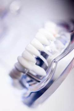 Dentists dental teeth model Stock Photos