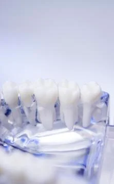 Dentists dental teeth model Stock Photos