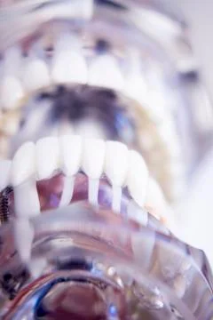 Dentists dental teeth model Stock Photos