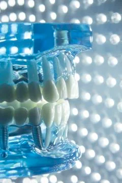 Dentists dental teeth model Stock-Fotos