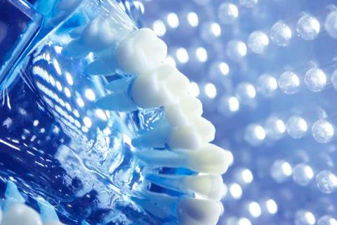 Dentists dental teeth model Stock Photos
