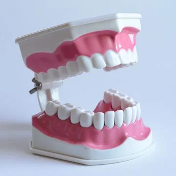 Dentists Tooth Display Foto stock