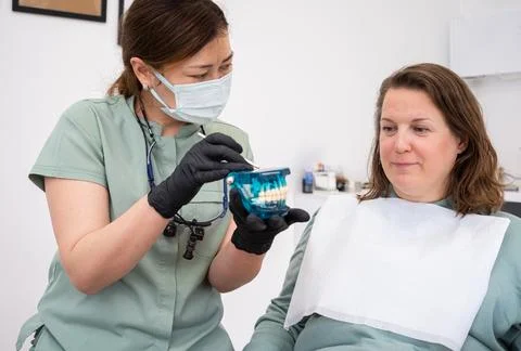 Dentists use teeth model during dental consultations explain different dental Stock Photos