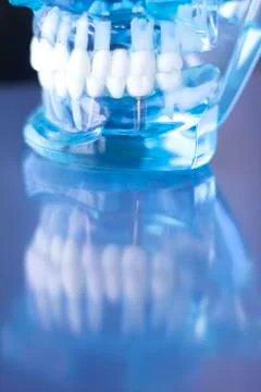 Dentsts dental teeth model Stock Photos