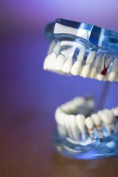 Denture for dentistry students Foto stock