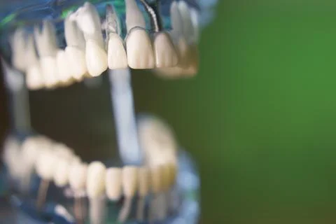 Denture for dentistry students Foto stock