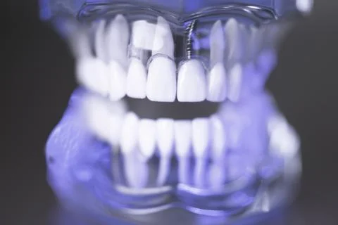 Denture for dentistry students Stock Photos