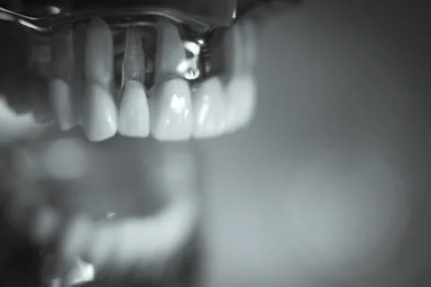 Denture for dentistry students Stock Photos
