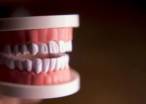 Denture for dentistry students 스톡 사진