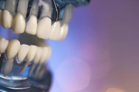 Denture for dentistry students 스톡 사진
