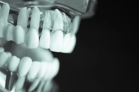 Denture for dentistry students Stock Photos
